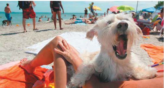 собака пляж